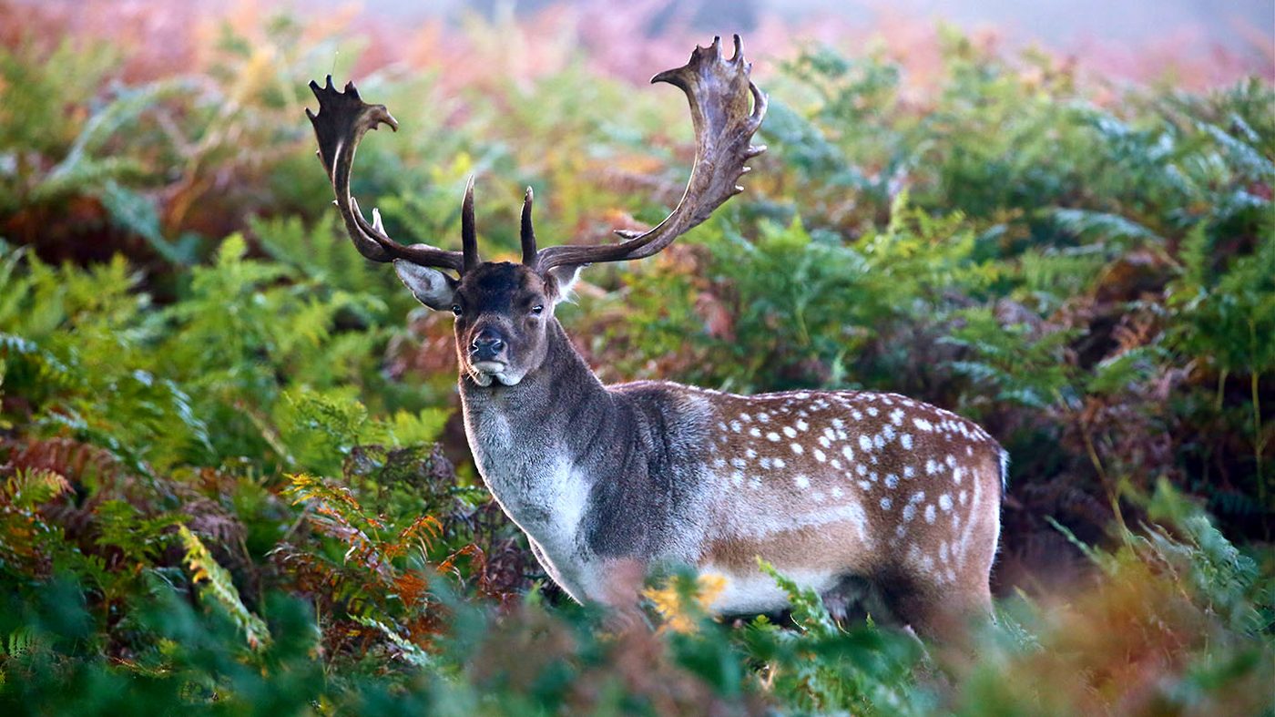 Fallow deer buck in autumn ferns