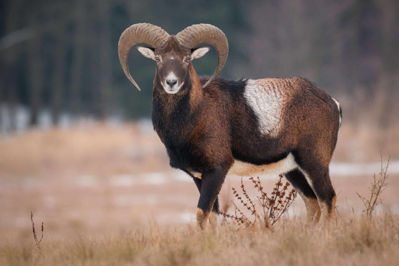 Mouflon ram in winter field