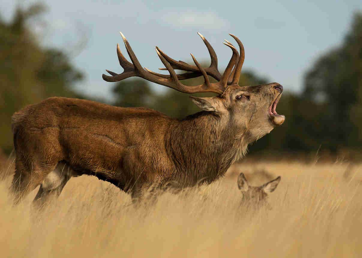Red deer stag roaring