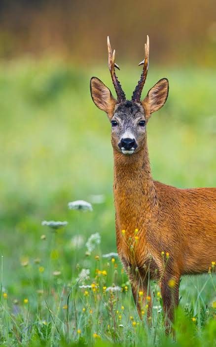 Roe deer buck in a summer meadow